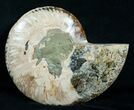 Large Inch Wide Ammonite (Half) #4117-1